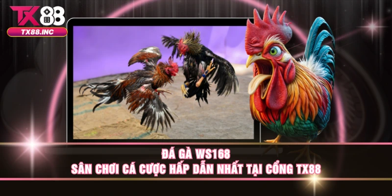 Đá Gà WS168