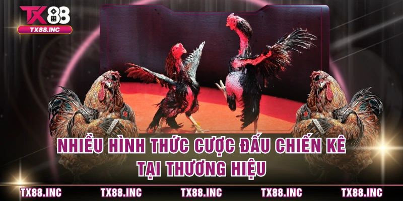 Nhiều hình thức cược đấu chiến kê tại thương hiệu 