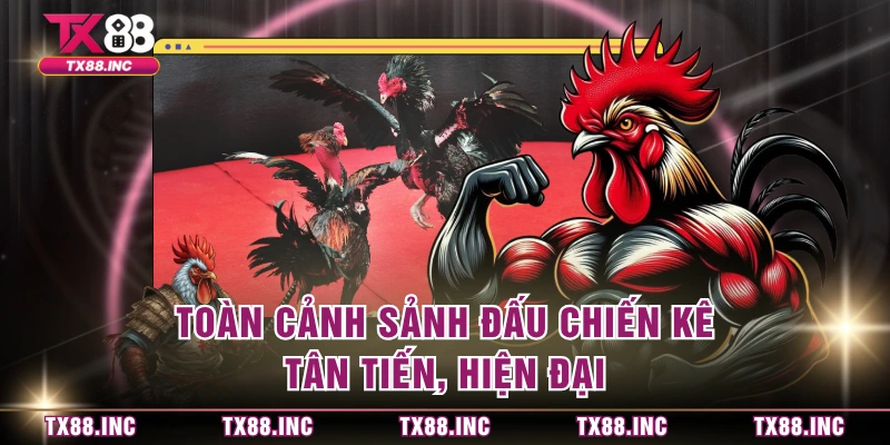 Toàn cảnh sảnh đấu chiến kê tân tiến, hiện đại